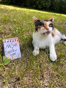 Kittens for rehoming - Photo 8