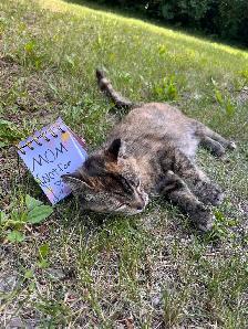Kittens for rehoming - Photo 9