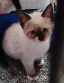 chatons Ragdoll Snowshoes