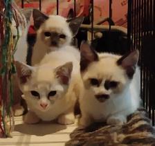 chatons Ragdoll Snowshoes - Photo 3