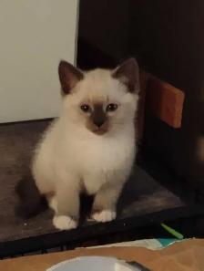 chatons Ragdoll Snowshoes - Photo 7