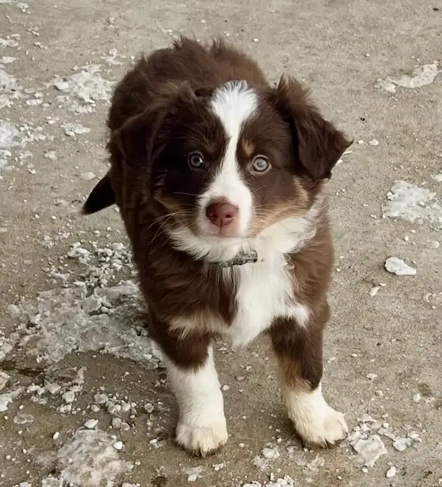 Australian Shepherd
