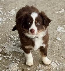 Australian Shepherd
