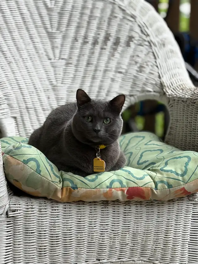 URGENT 1 year old spayed Russian blue mix cat microchipped