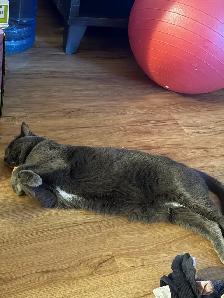 URGENT 1 year old spayed Russian blue mix cat microchipped - Photo 2