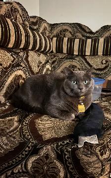 URGENT 1 year old spayed Russian blue mix cat microchipped - Photo 3