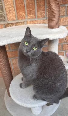 URGENT 1 year old spayed Russian blue mix cat microchipped - Photo 4