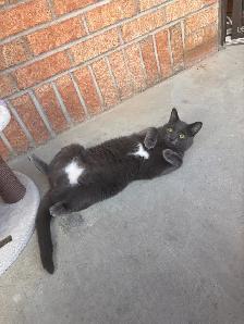 URGENT 1 year old spayed Russian blue mix cat microchipped - Photo 5