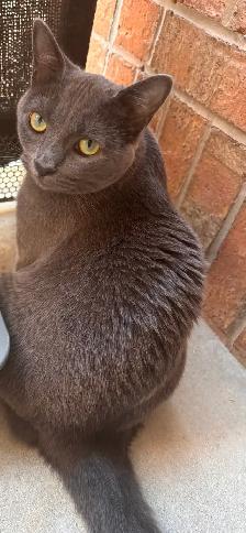 URGENT 1 year old spayed Russian blue mix cat microchipped - Photo 6