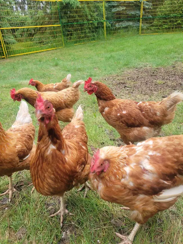 healthy laying chickens