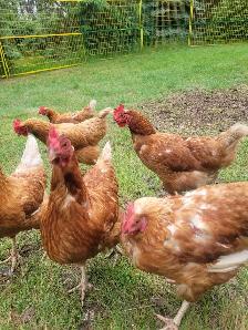 healthy laying chickens
