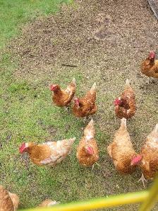 healthy laying chickens - Photo 2