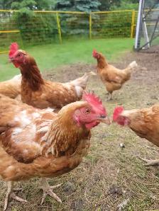 healthy laying chickens - Photo 3