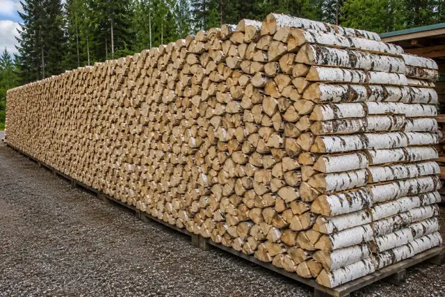Free Birch Firewood