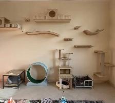 Cat Sitter/ Pet Boarding at Low Cost - Photo 4