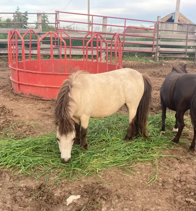 super sweet little buckskin mare