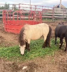 super sweet little buckskin mare