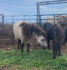 super sweet little buckskin mare - Photo 2