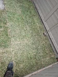 sod and fake grass - Photo 3
