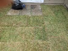 sod and fake grass - Photo 6