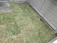 sod and fake grass - Photo 7