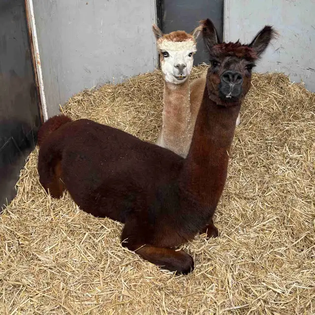 Male alpacas