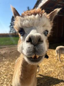 Male alpacas - Photo 2