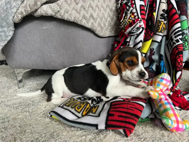 beagel puppies