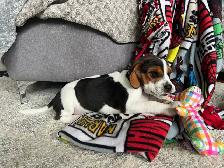 beagel puppies