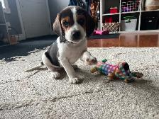 beagel puppies - Photo 2
