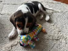 beagel puppies - Photo 3