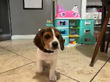 beagel puppies - Photo 4