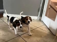 beagel puppies - Photo 5