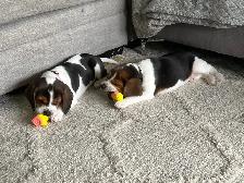 beagel puppies - Photo 6