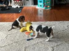 beagel puppies - Photo 7