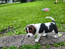 beagel puppies - Photo 8