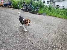 beagel puppies - Photo 9