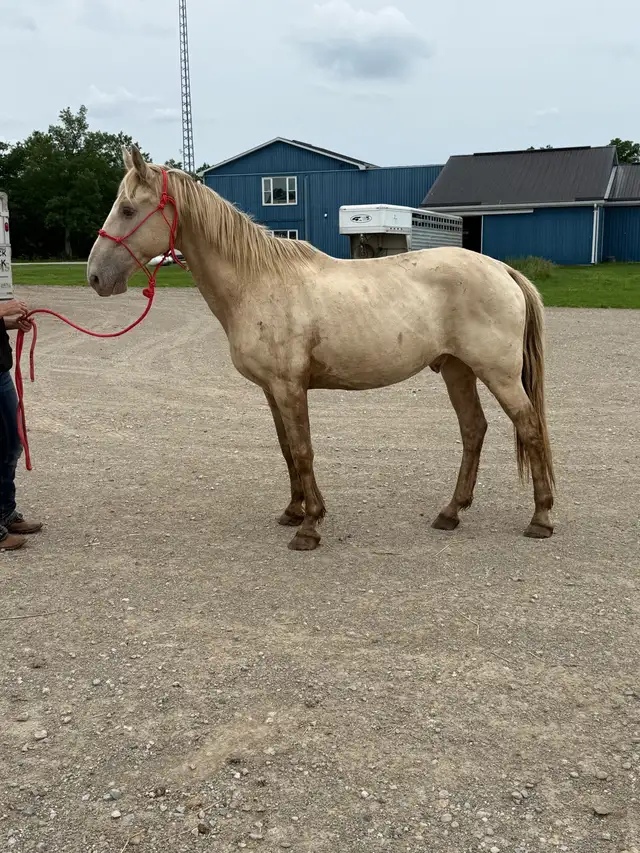 Tennessee Walker gelding