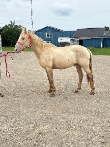 Tennessee Walker gelding - Photo 2