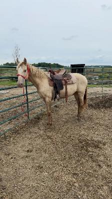 Tennessee Walker gelding - Photo 3
