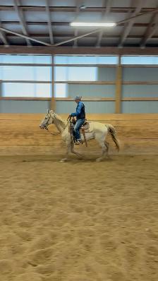Tennessee Walker gelding - Photo 5