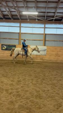 Tennessee Walker gelding - Photo 6