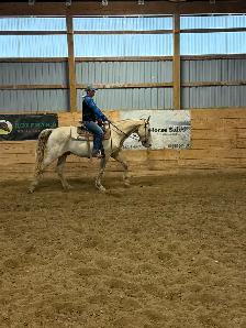 Tennessee Walker gelding - Photo 7