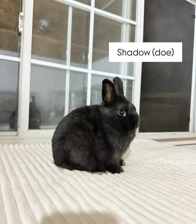 Tiny Netherland Dwarf baby bunny