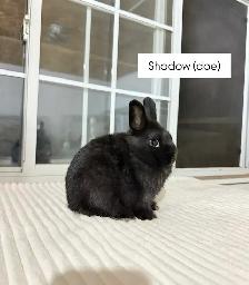 Tiny Netherland Dwarf baby bunny