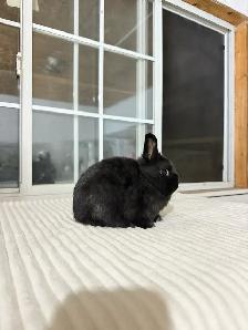 Tiny Netherland Dwarf baby bunny - Photo 2