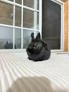 Tiny Netherland Dwarf baby bunny - Photo 3