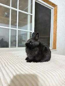 Tiny Netherland Dwarf baby bunny - Photo 4