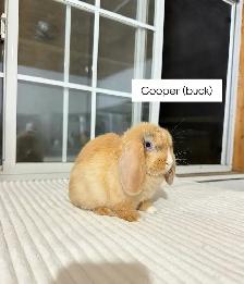 Adorable Holland Lop baby bunnies