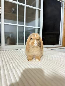 Adorable Holland Lop baby bunnies - Photo 2